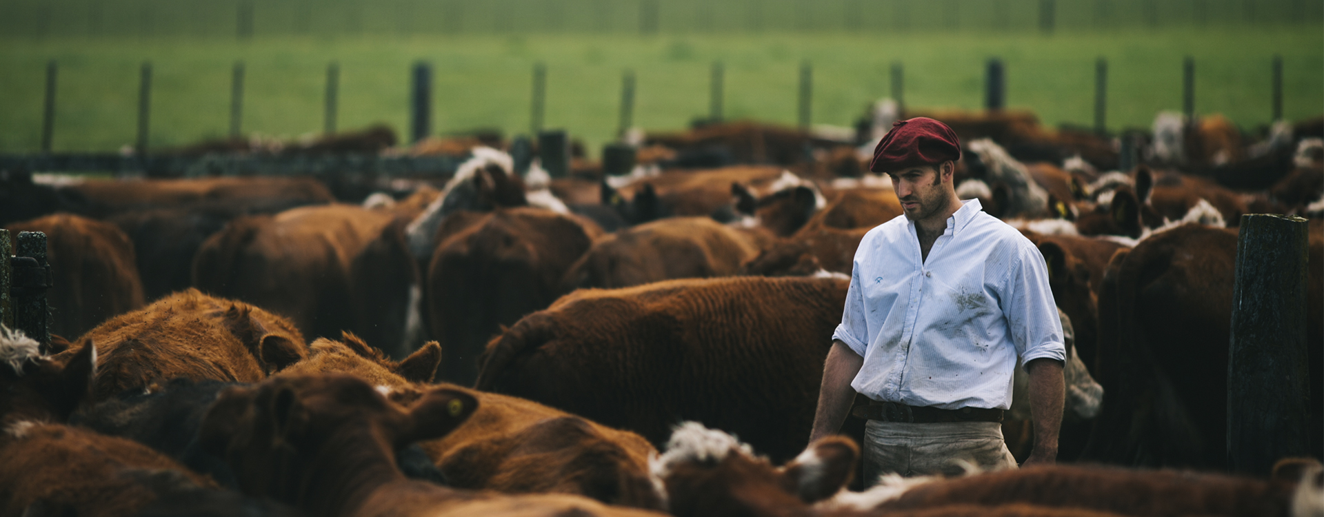 Consignatario de hacienda en corral con ganado durante jornada de remate rural