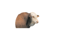 Aguerre