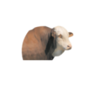 Aguerre
